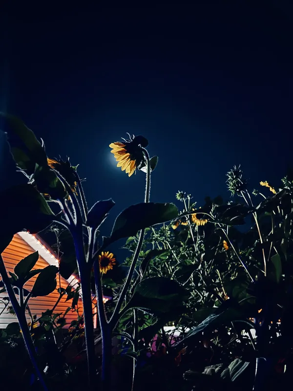 July 13, 2025 | #3